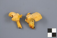 Cantharellus camphoratus image